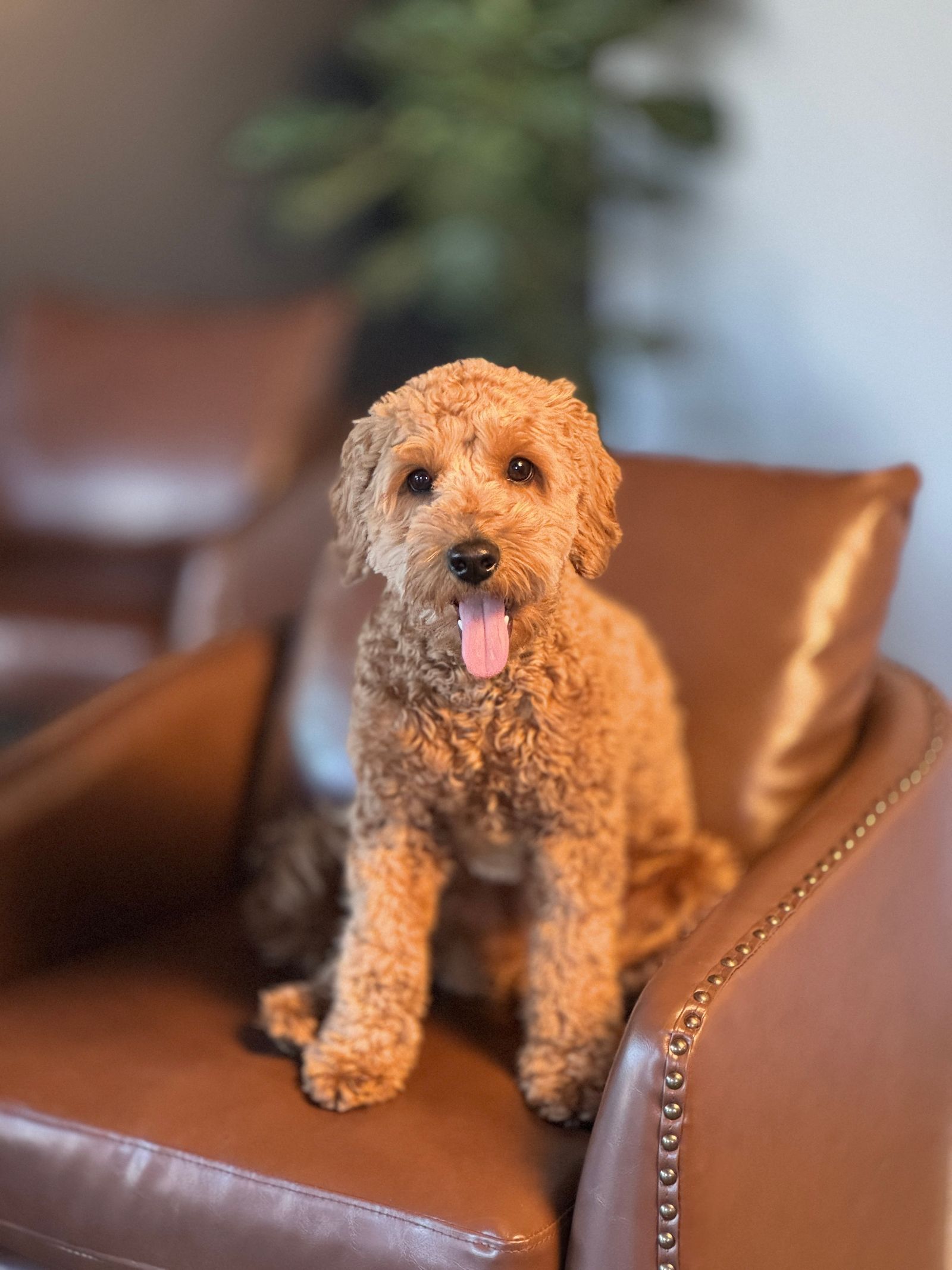 Millie, Chairdog · VP of Culture at Pure Turf
