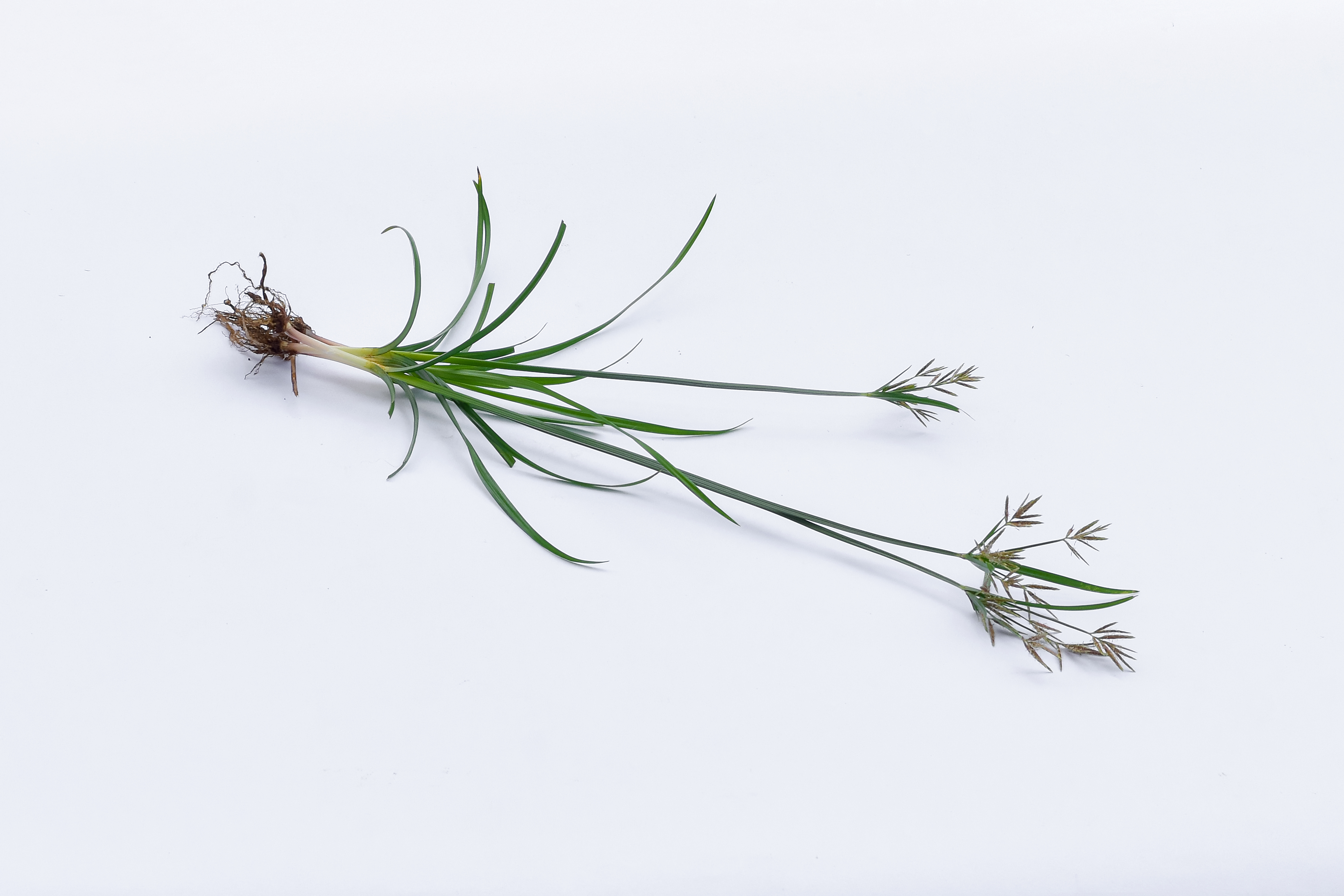 Poa Annua