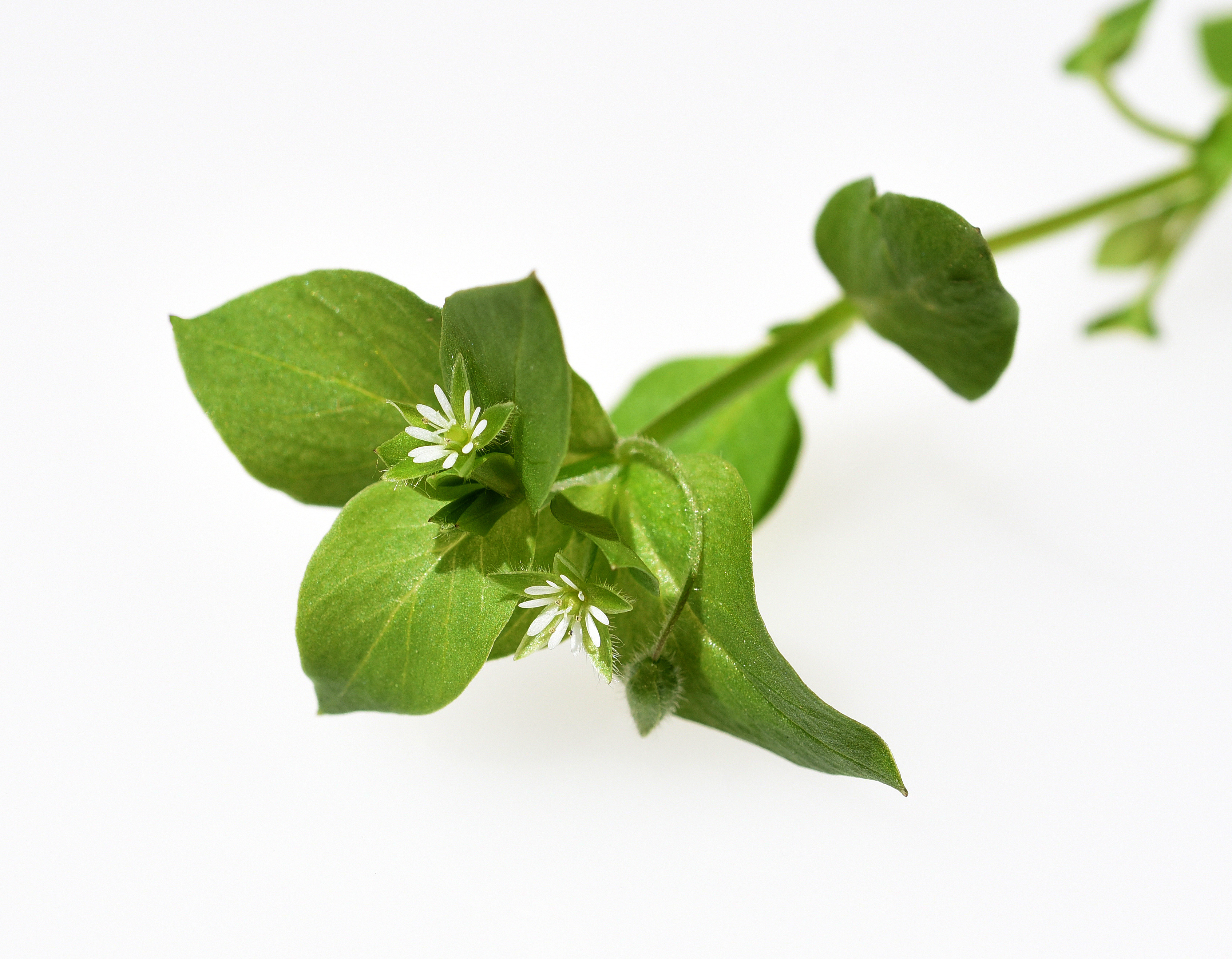 Chickweed