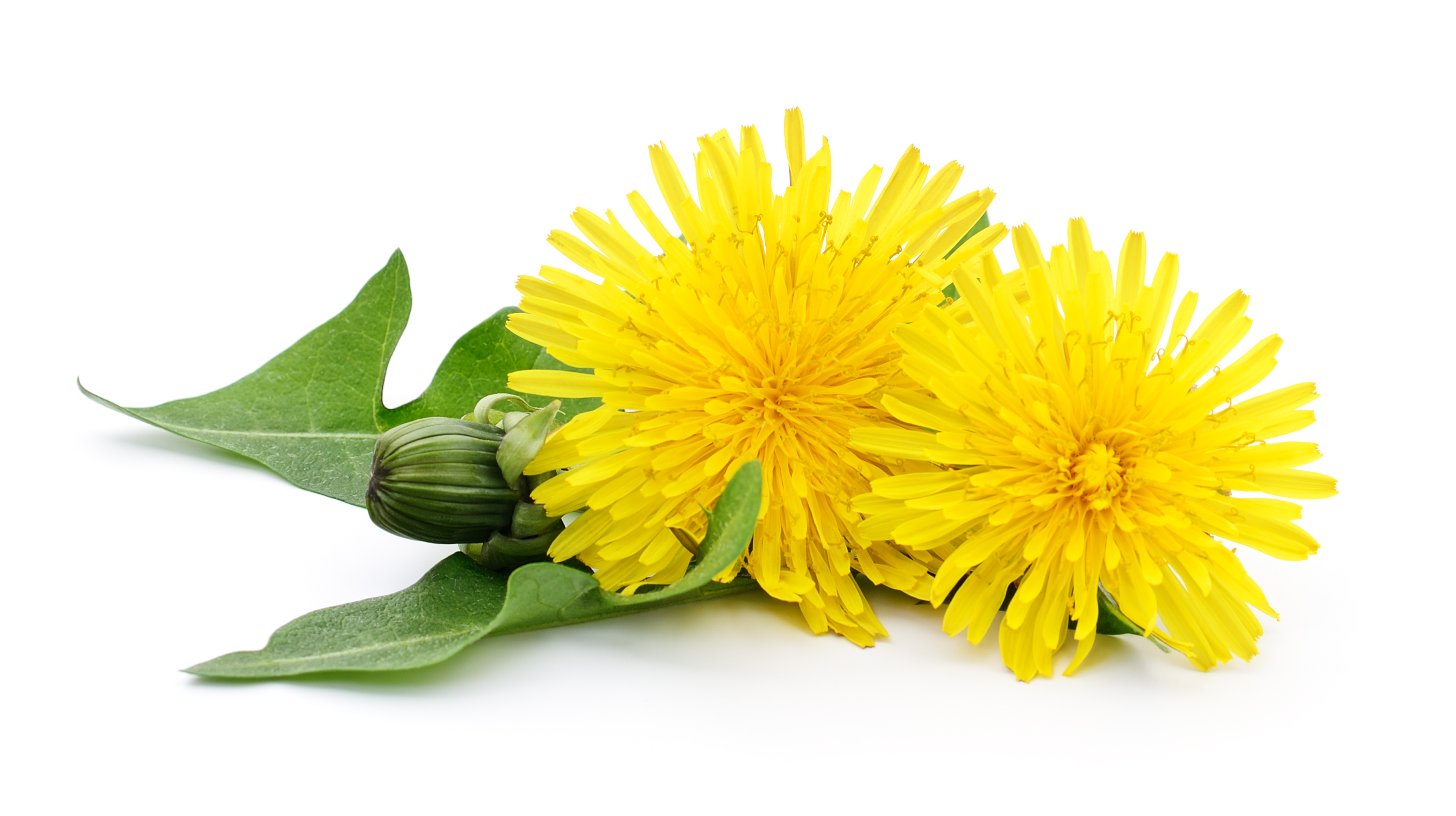 Dandelion