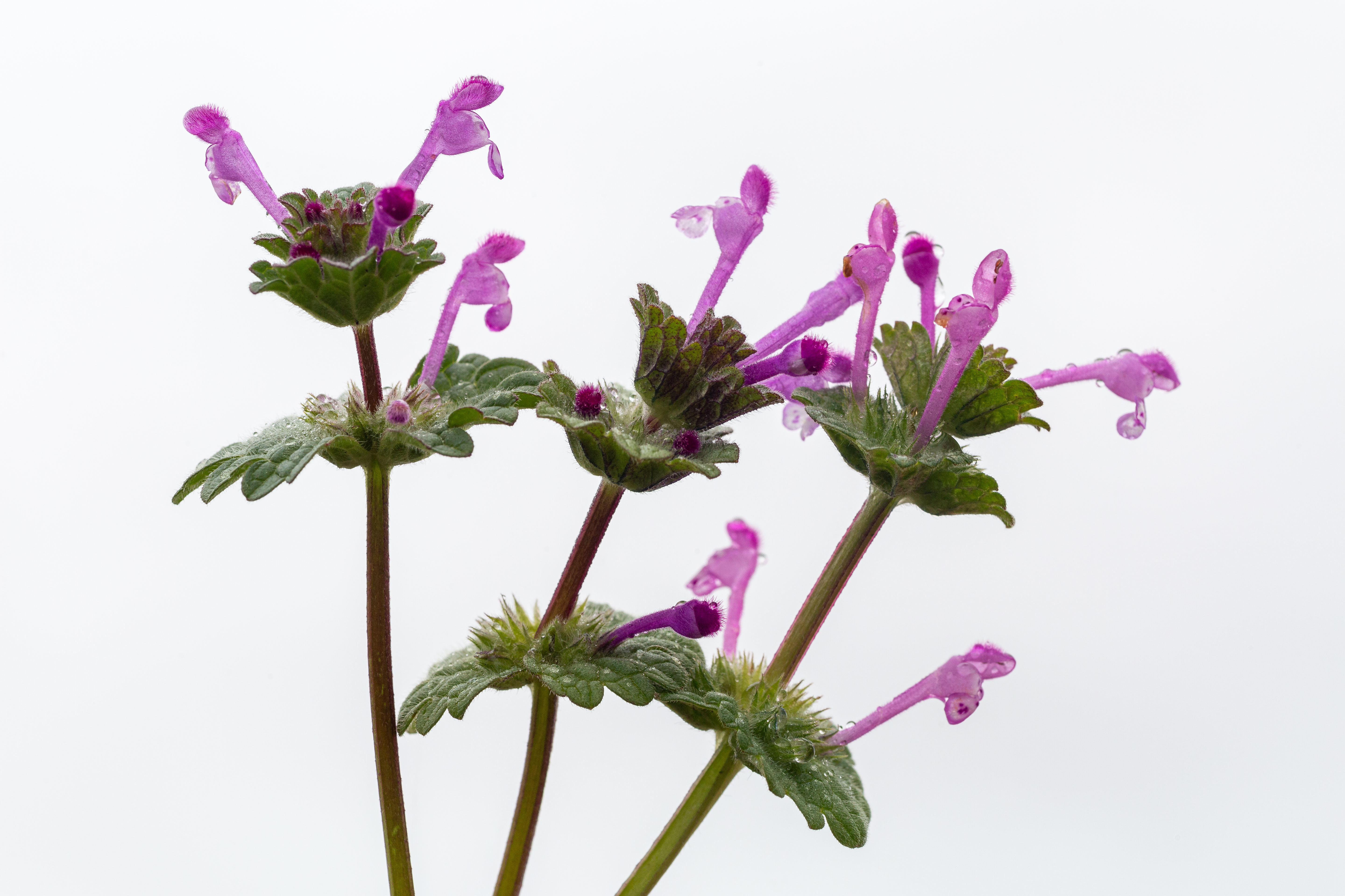 Henbit